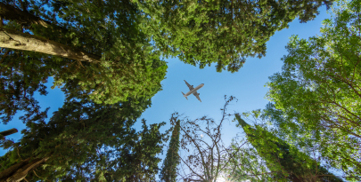 plane over trees