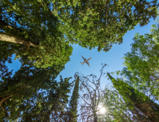 plane over trees
